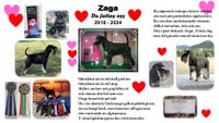 Zaga - &auml;nglahund 20241119