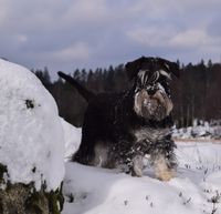 20180210 Wilda-vinterdag (9) - kopia